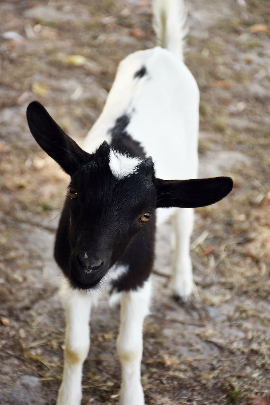 goat, kids, lower short, horn, black, white, animal, shoe, petit, HD wallpaper