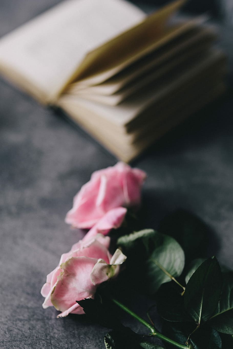 Lovely roseses, book and coffee, interior, resting, relax, essentials HD wallpaper