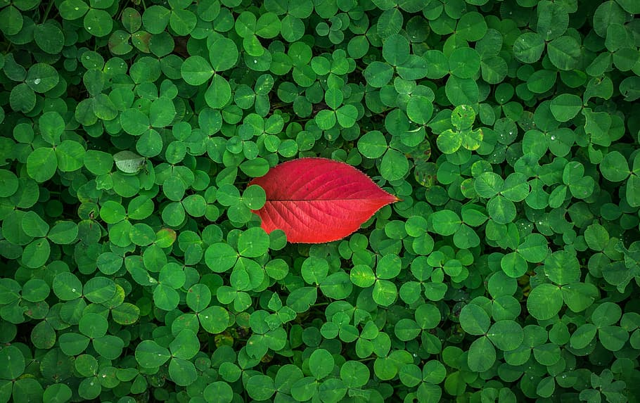red leaf atop green leaf plants, leaves, autumn leaves, herb, HD wallpaper