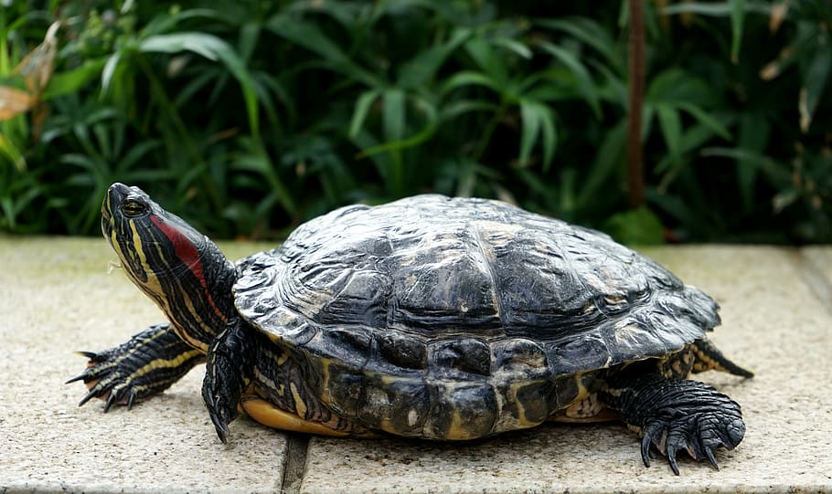 turtle, head, panzer, water creature, sun, zoo, reptile, animal themes HD wallpaper