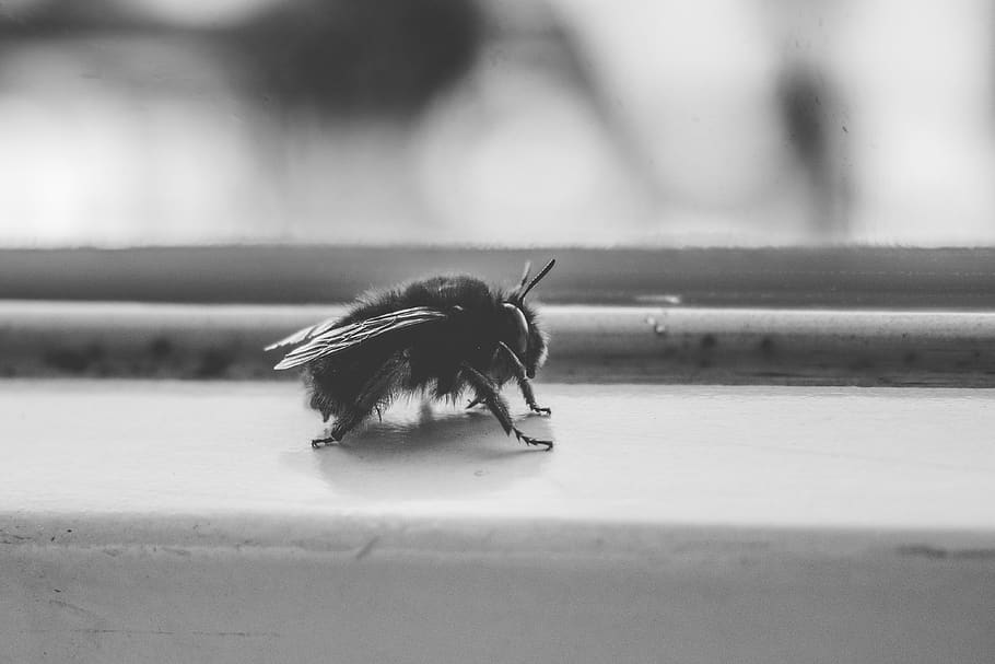 fly, insect, animal, animal themes, invertebrate, one animal HD wallpaper