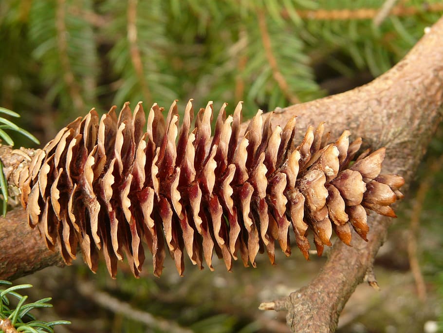 Pine Cones, Tap, Tree, Conifer, common spruce, picea abies HD wallpaper
