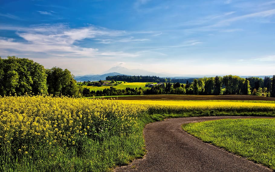winding road beside field of yellow petaled flowers, bed of yellow petaled flowers HD wallpaper