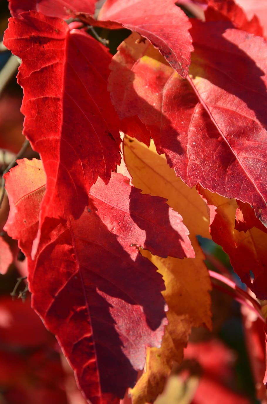 Leaves, Red, Tree, Forest, Light, autumn, full frame, close-up HD wallpaper
