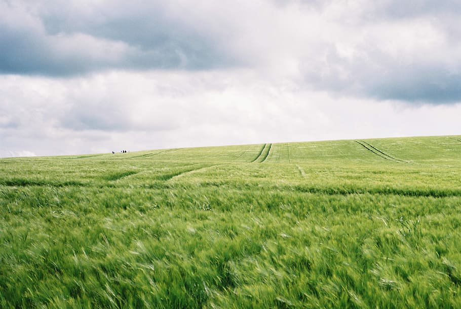 cloudy sky over field, green grass field under cloudy sky, farm HD wallpaper