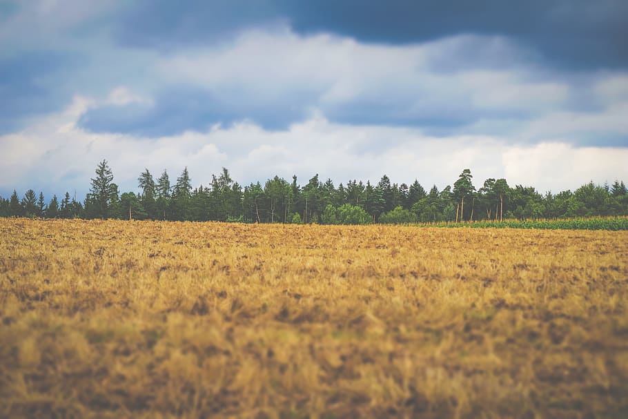 landscape, rain, nature, clouds, forest, mood, sky, storm, lighting HD wallpaper