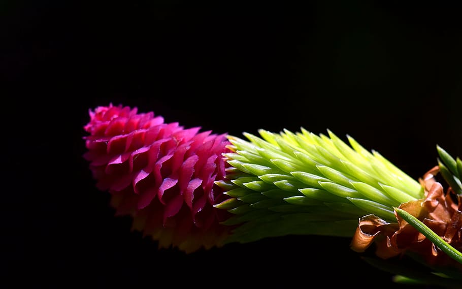 pink and green leafed plant, spruce, cones spruce, tap, young HD wallpaper