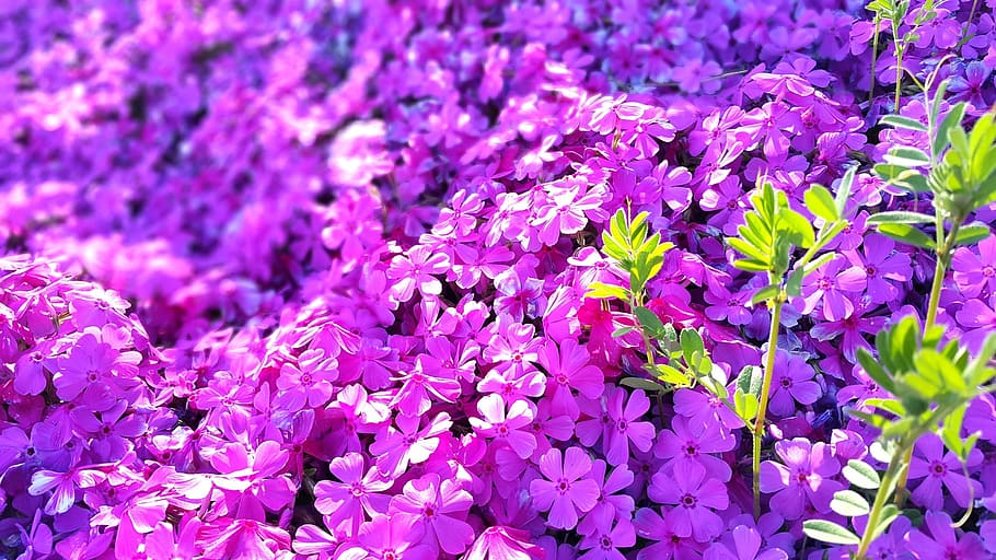 Flowers, Pink, Spring, bright, purple, fragility, nature, plant HD wallpaper