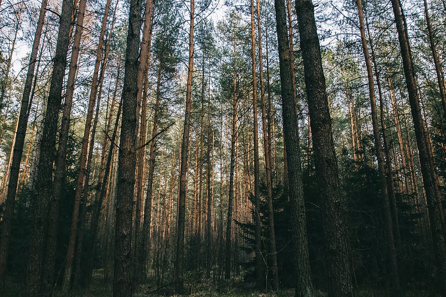 woods, forest, trees, nature, landscape, branches, foliage HD wallpaper