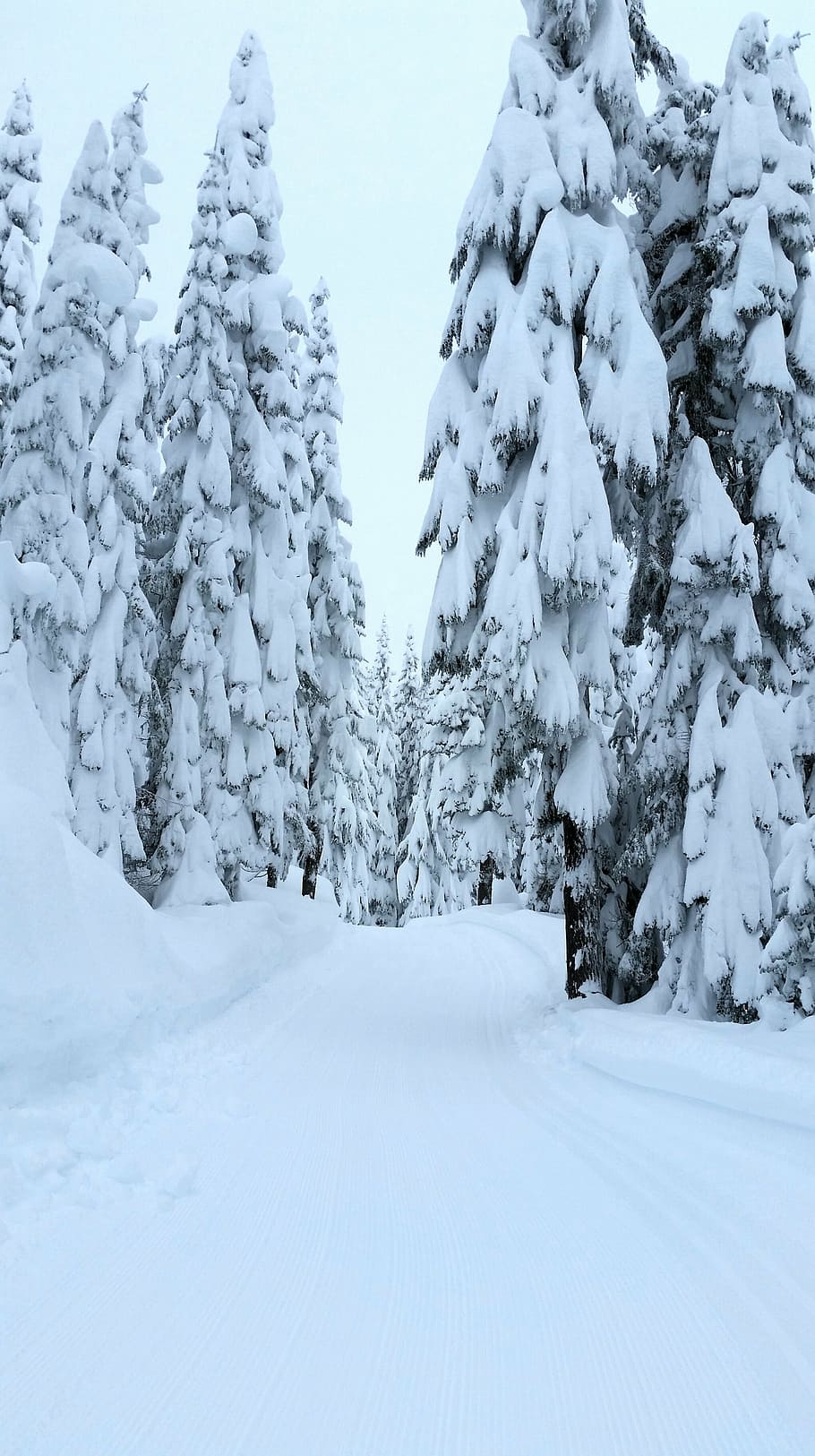 winter, snow, forest, trees, pathway, cold temperature, beauty in nature HD wallpaper