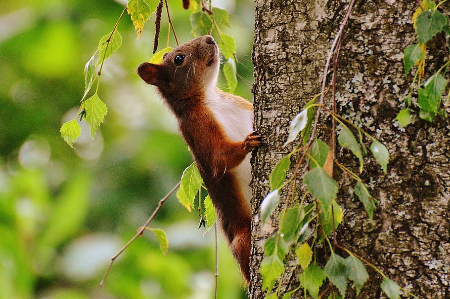 selective focus photo of brown squirrel, nager, cute, nature HD wallpaper