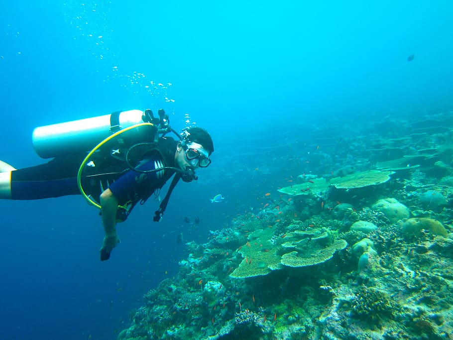scuba diver underwater, diving, maldives, sea, ocean, diving suit, HD wallpaper