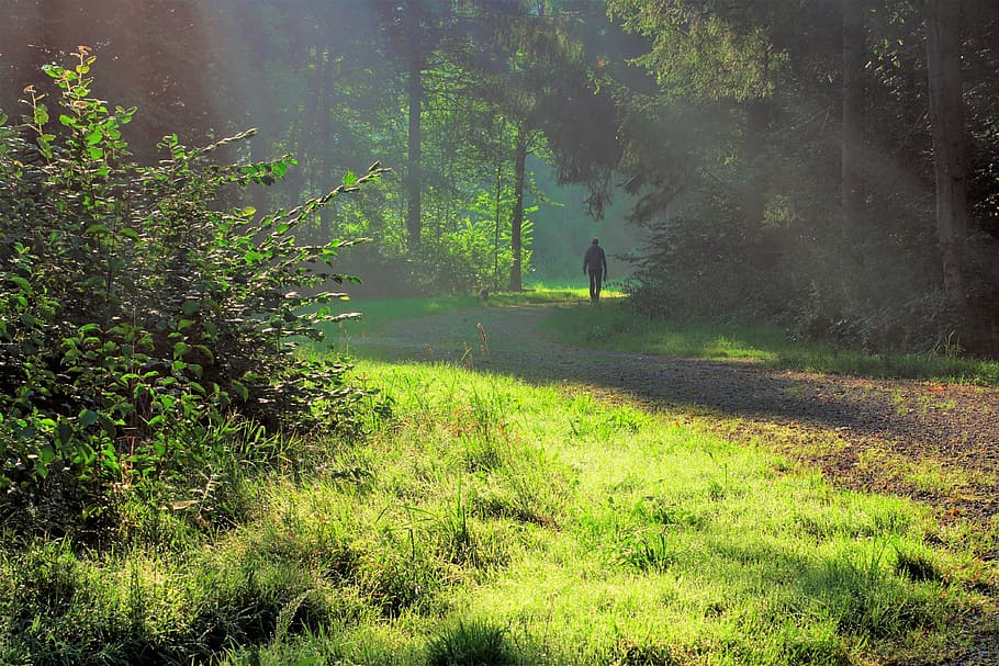 nature, sunlight, sun rays, light beam, forest, trees, land HD wallpaper