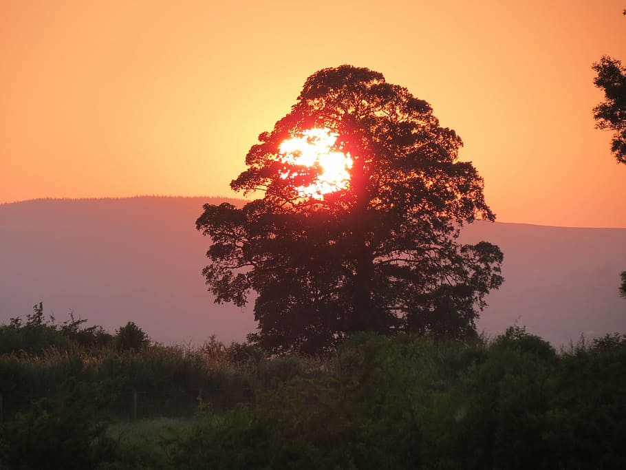sunset, summer sunset, summer evening, setting sun, sky, tree HD wallpaper