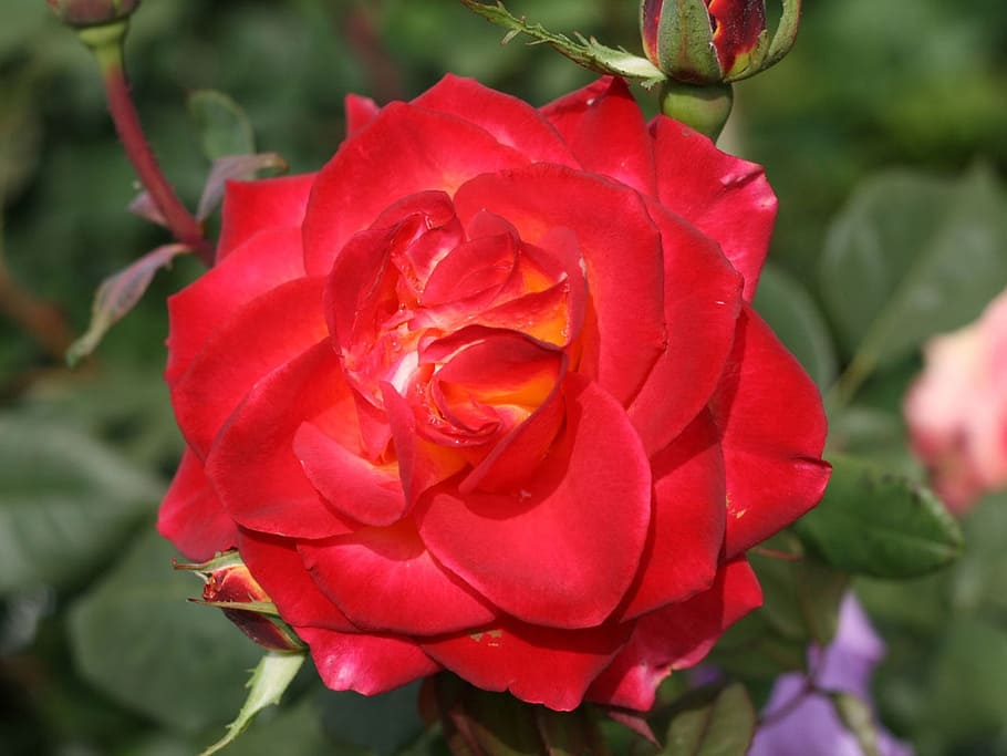 rose, red, bloom, flower, plant, nature, romance, floral, blossom HD wallpaper