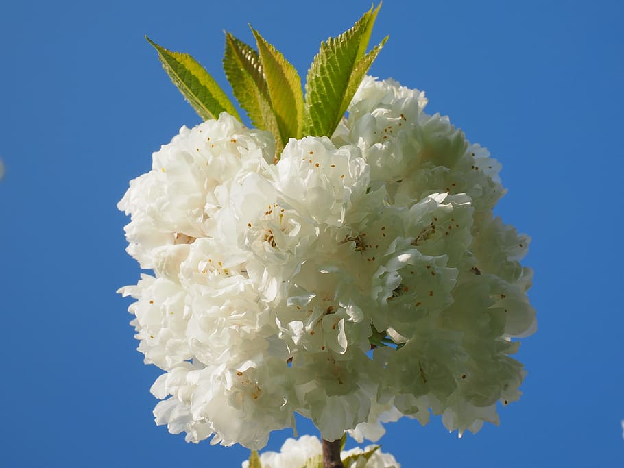 cherry blossom, white, spring, bloom, white blossom, tree, blossom branches HD wallpaper