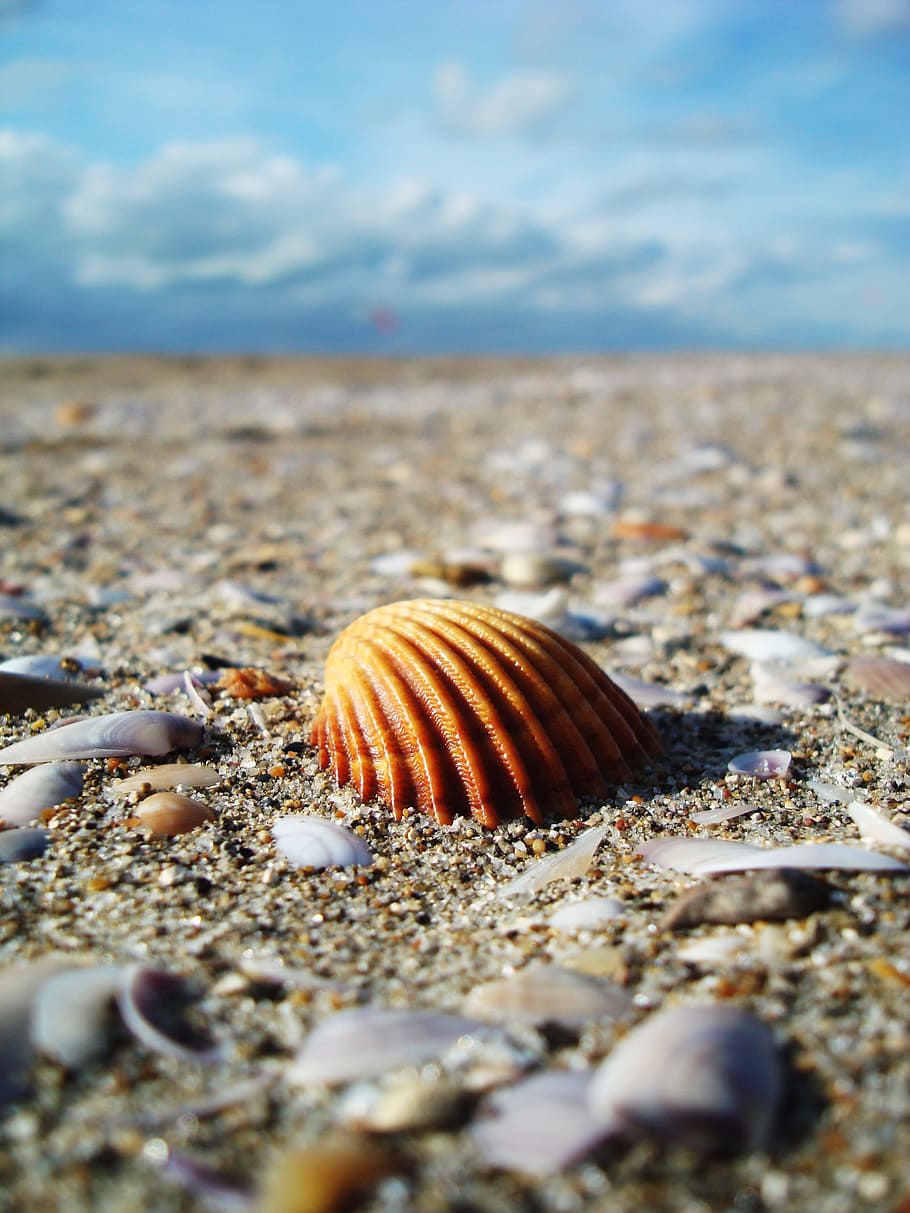 brown conch shell on seashore, beach, sand, land, nature, animal wildlife HD wallpaper