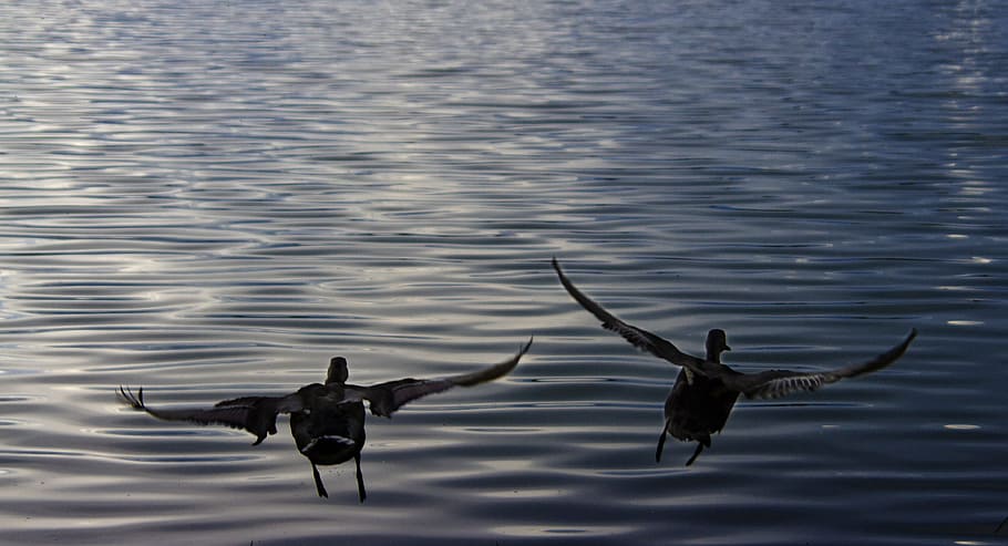 Ducks, Bird, Fly, Wings, flying, sea, lake, animal, nature HD wallpaper
