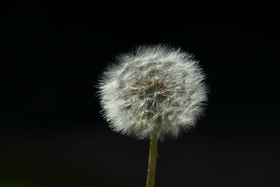 dandelion, spring, back light, flying seeds, flower, freshness HD wallpaper