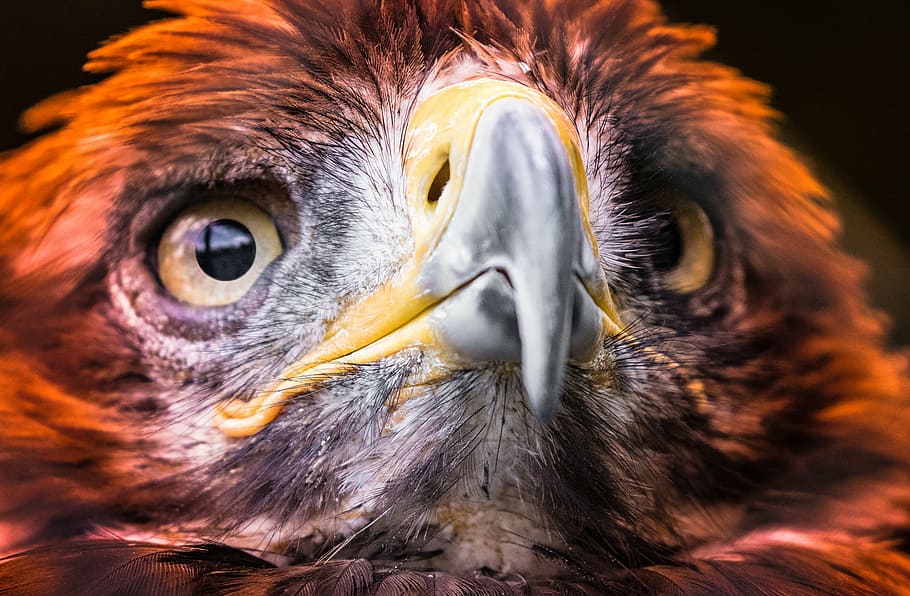 selective focus photography of golden eagle head, adler, raptor