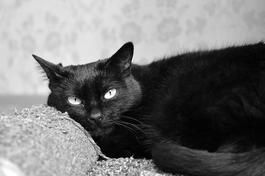 black cat, Scratching, Posts, Views, scratching posts, cat dreams HD wallpaper