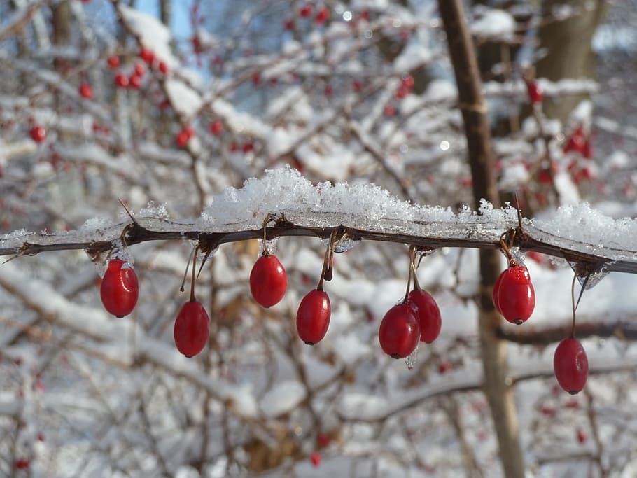 close-up photo of red berries, buds, nature, snow, branch, tree HD wallpaper