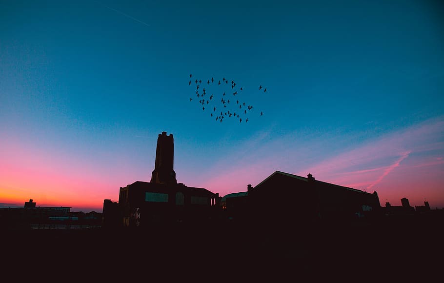 silhouette of building under blue sky during golden hour, gray building under birds flying during sunrise