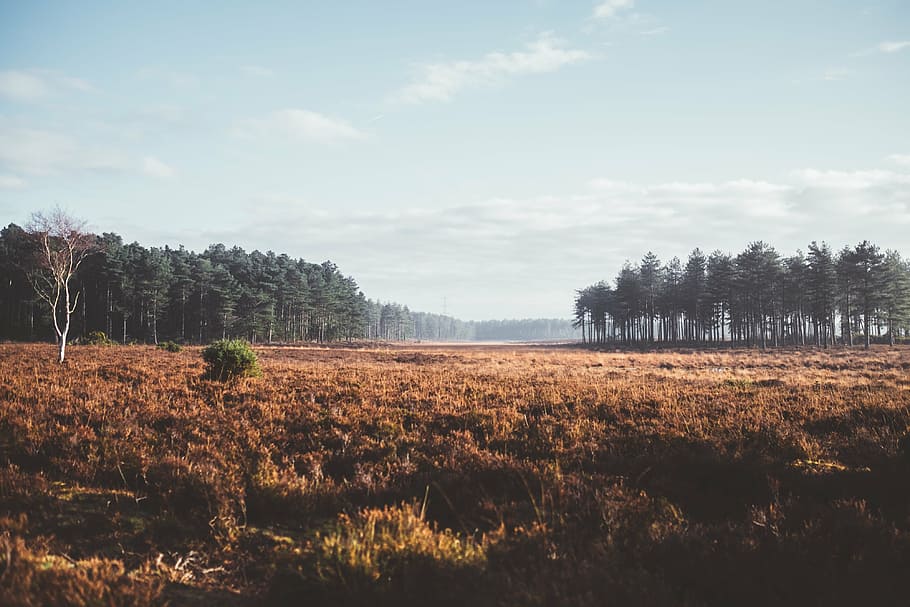 person taking photo of trees under cloudy sky, brown, grass HD wallpaper