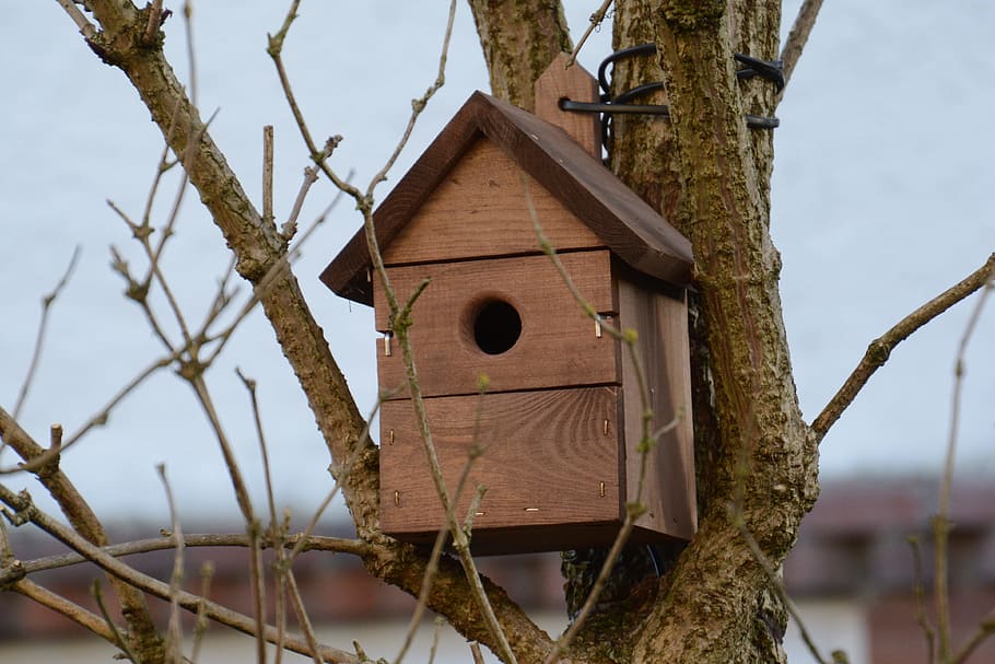 Box, Bird, Home, Nest, no people, outdoors, day, sky, tree HD wallpaper