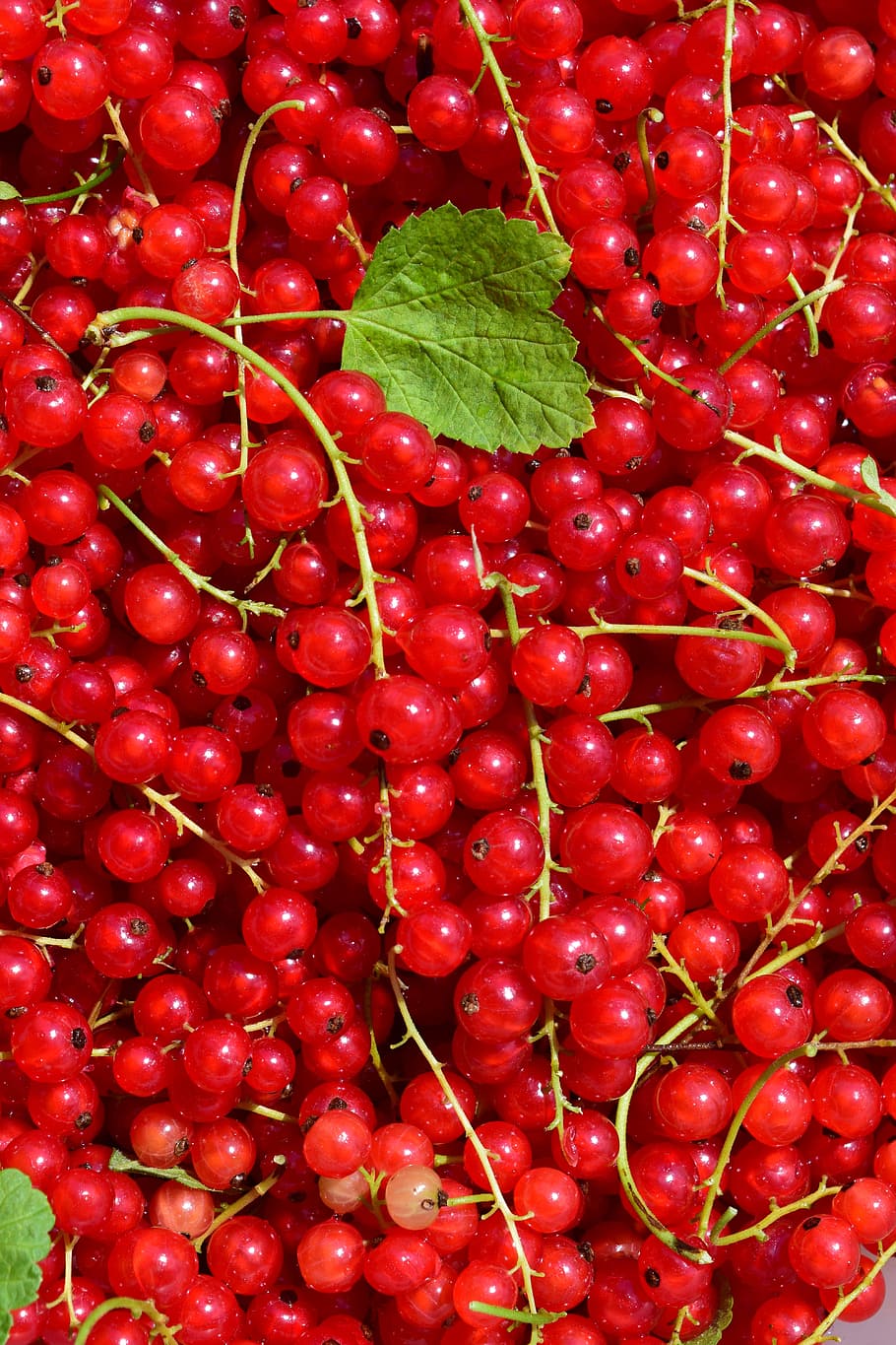 Currants, Red Currant, Berries, garden currant, soft fruit HD wallpaper