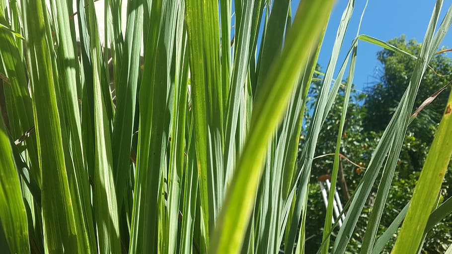 closeup photography of green grass, lemon, herb, aroma, aromatic HD wallpaper
