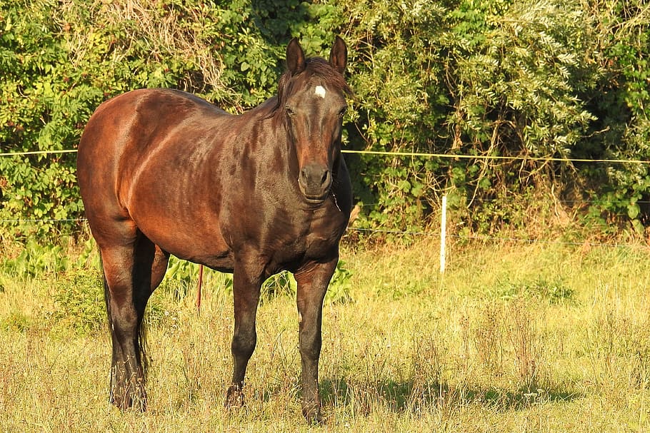 morning sun, horse, pasture, coupling, mammal, animal, animal themes HD wallpaper