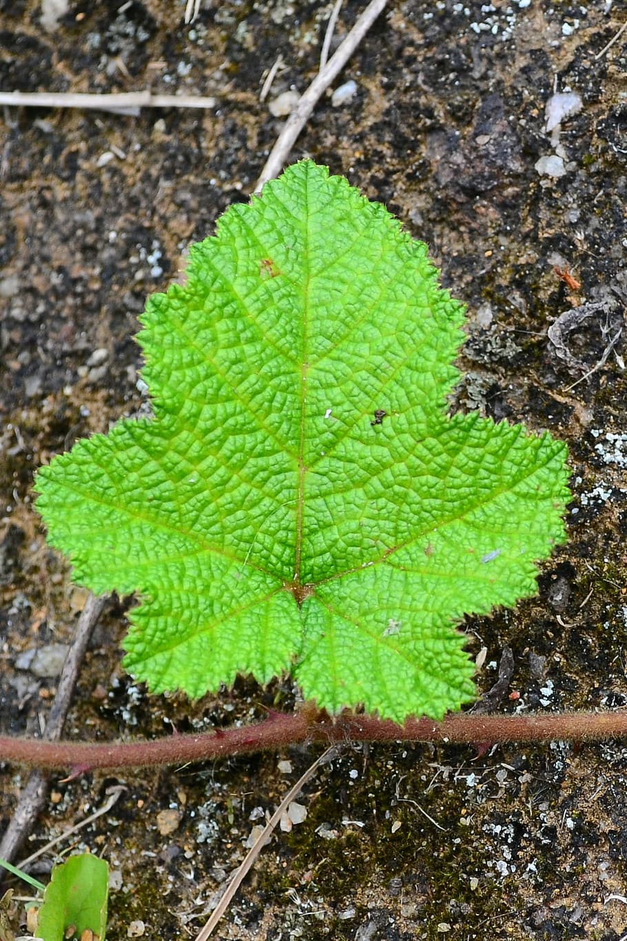 leaf, greenish, young, ground, fresh, sri lanka, loolecondera HD wallpaper