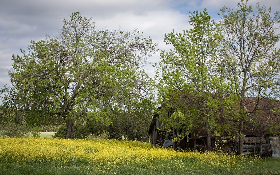 barns, spring, landscape, nature, rural, old, countryside, scenic HD wallpaper