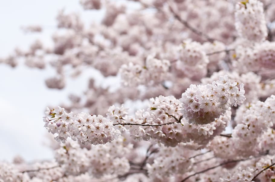 blossoms, flowers, trees, branches, flowering plant, freshness HD wallpaper