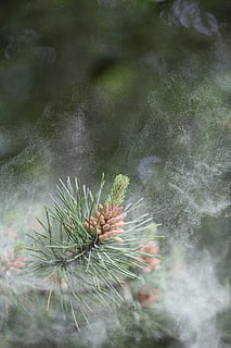 pollen, scots pine, conifer, evergreen, pinus, sylvestris, plant HD wallpaper
