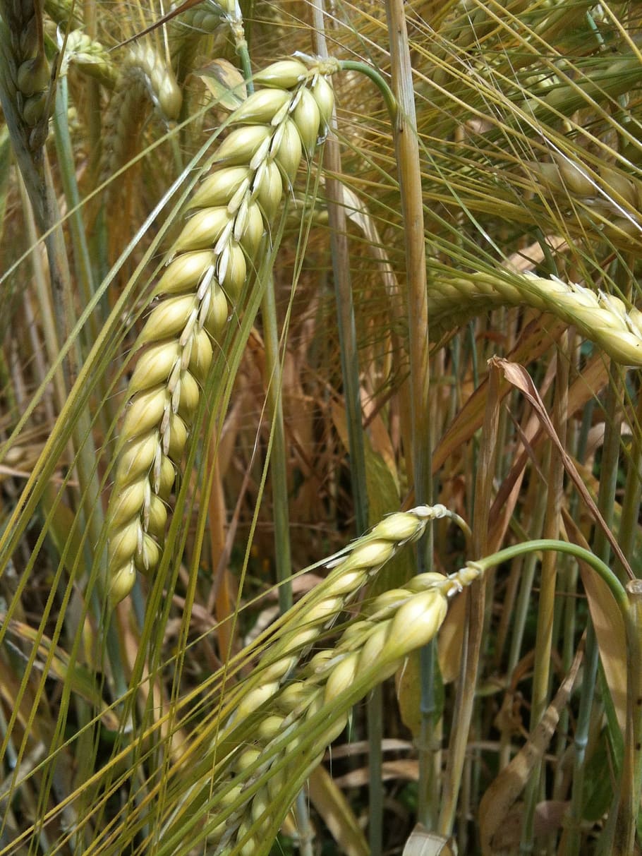 cereals, grain, ear, field, food, field crops, baked goods HD wallpaper