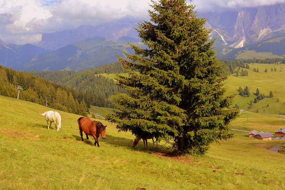 horse, tree, prato, mountain, mammal, plant, livestock, domestic animals HD wallpaper