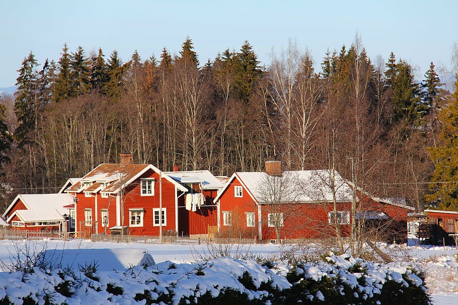 red houses surrounded with trees, snow, winter, cold, beautiful HD wallpaper