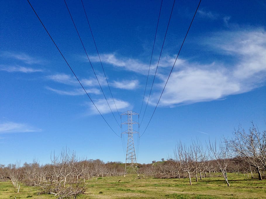 power line, orchard, rural, countryside, green, nature, landscape, HD wallpaper