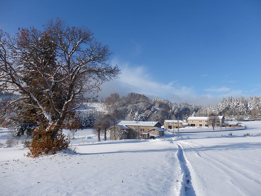 snow, winter, cold, tree, frost, auvergne, cold temperature HD wallpaper