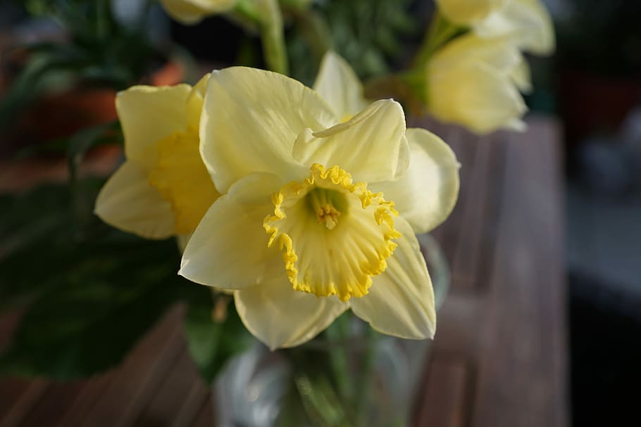Narcissus, Flower, Yellow, petal, fragility, flower head, daffodil HD wallpaper