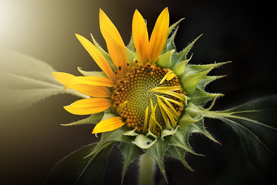 yellow and green sunflower digital wallpaper, nature, flora HD wallpaper