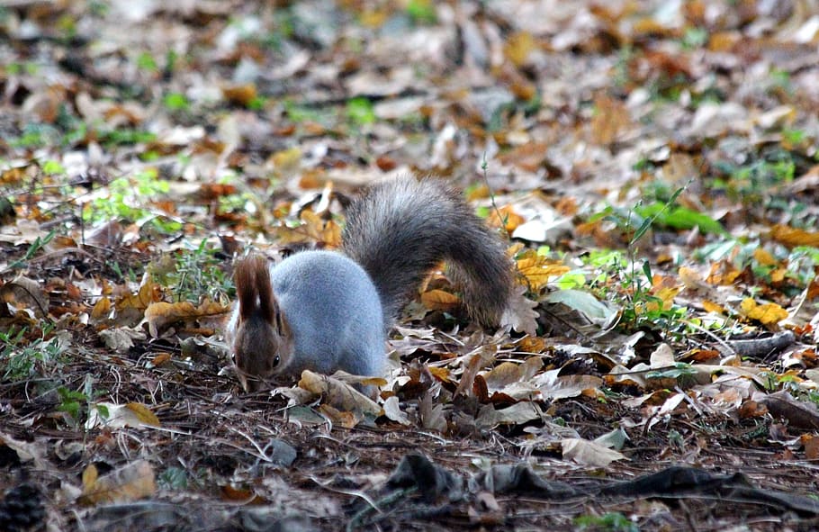 squirrel, looking for, funny, cute, autumn, fallen foliage HD wallpaper