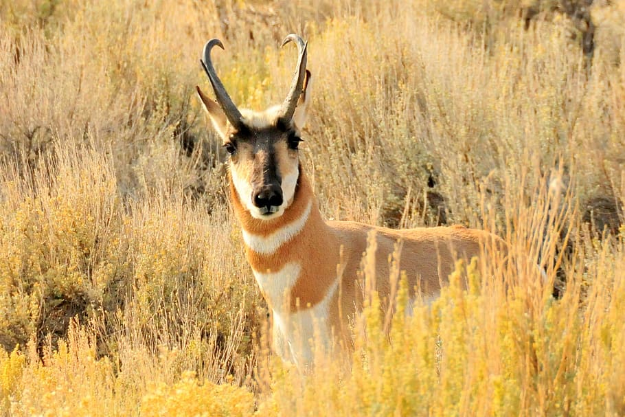 pronghorn, buck, wild, nature, wildlife, animal, country, countryside, HD wallpaper