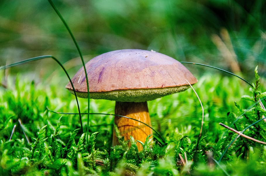 boletus-boletus, chestnut, mushroom, forest, brown cap, blue mushroom, HD wallpaper