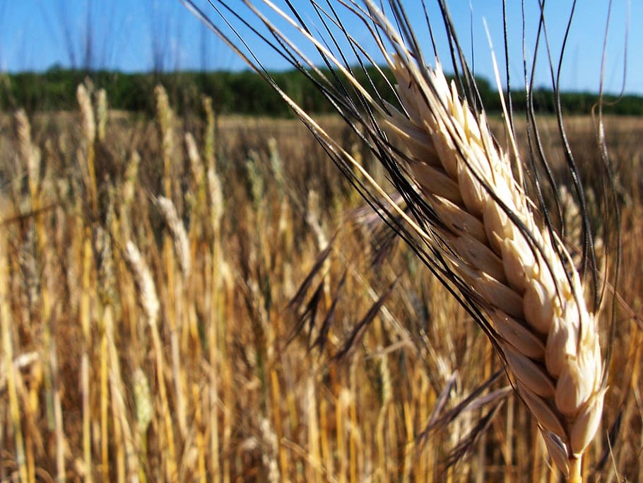 Cereals, Cornfield, Epi, Harvest, summer, cereal plant, agriculture HD wallpaper
