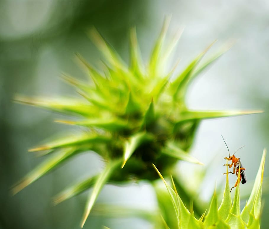 insect, grillo, campaign, animal wildlife, animals in the wild HD wallpaper