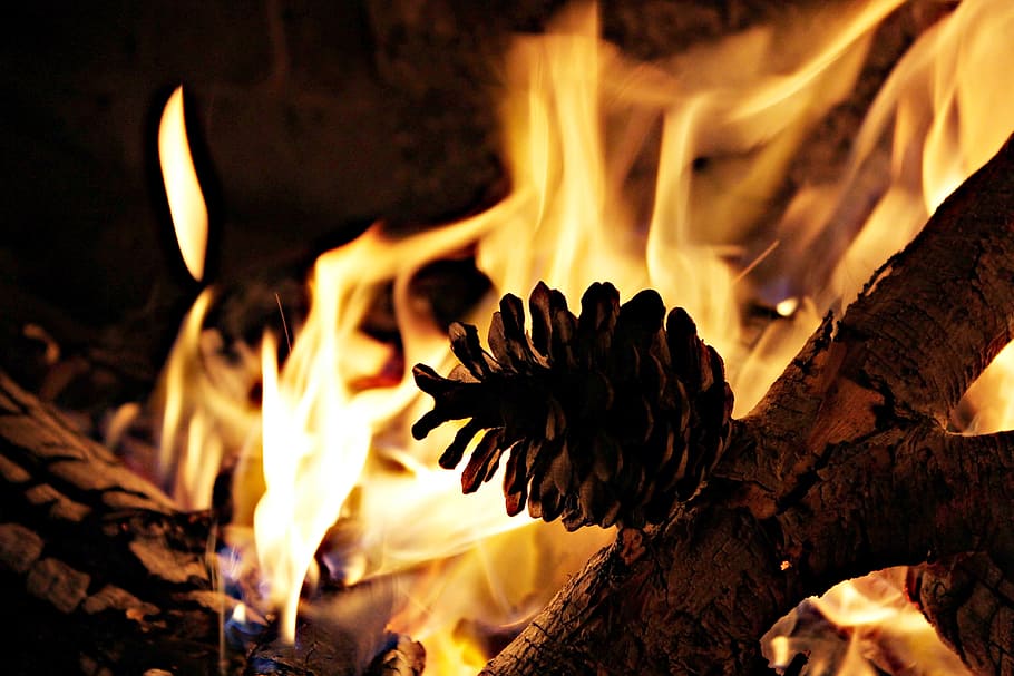 pine cone near fireplace, Lena, Pineapple, Warmth, winter, bonfire HD wallpaper
