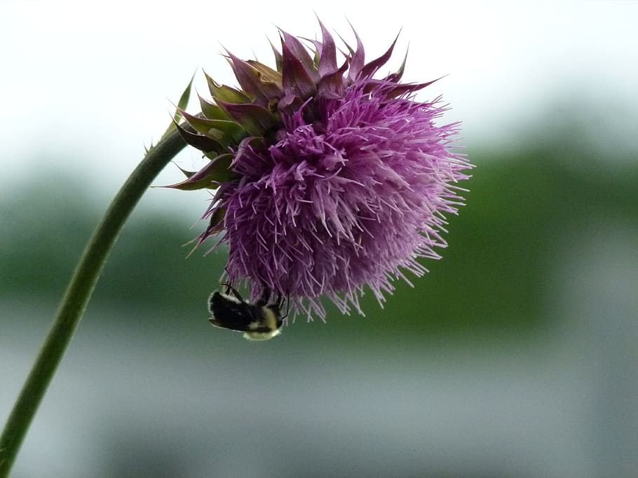 Bumble Bee, Bee, Bee, Thistle, milk thistle, insect, flower, HD wallpaper